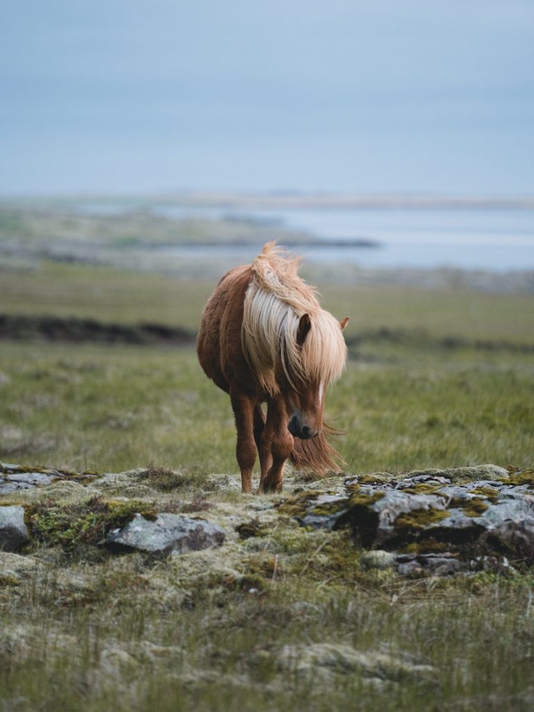 Billedet er med til at skabe en stemning omkring HorseJournal og det at blogge