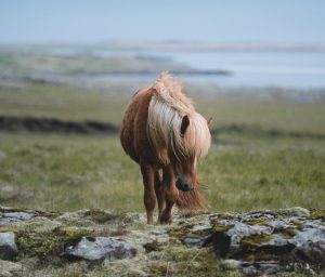 Hvorfor er det interessant at blogge?