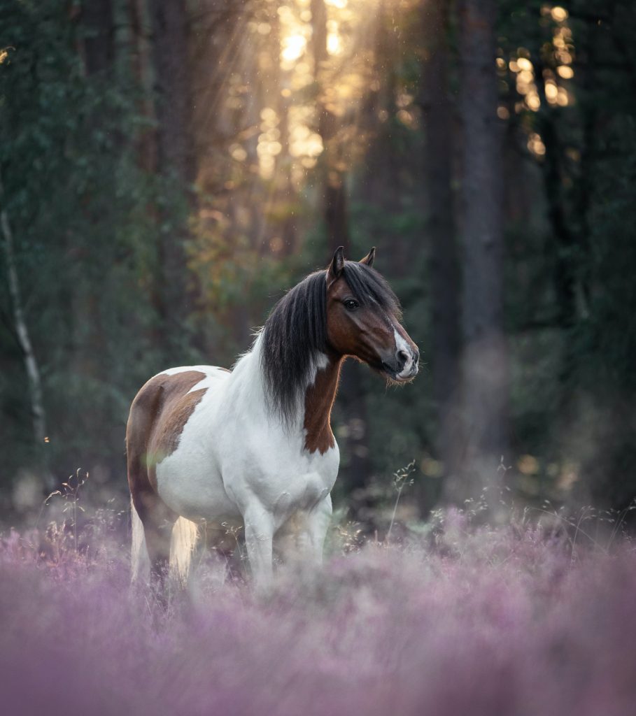 Billede af en smuk pony som står på en bund af lyng. Sætter stemningen for bloggen