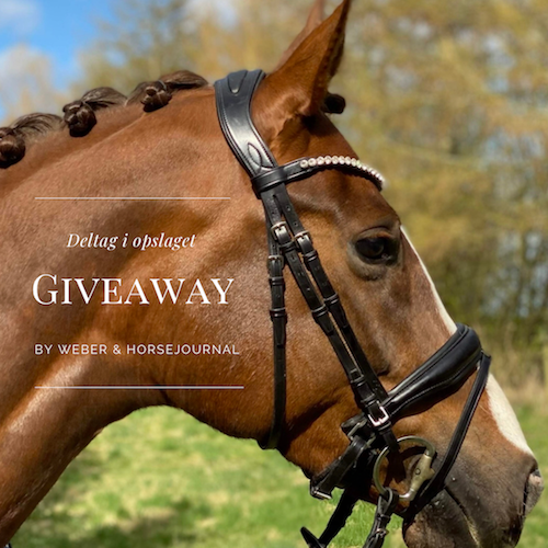 HorseJournal Giveaways oversigt. Billedet viser byWeber Madison Trensen på en smuk hest. Trensen er præmien i denne giveaway.