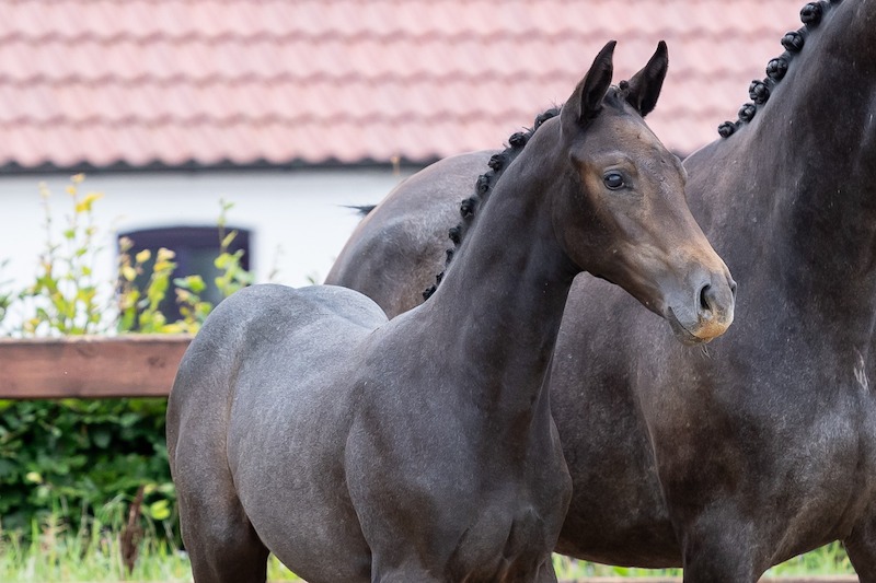 Campen auktioner præsenterer spændene hesteauktion. Lot 1 til Campen Autioners online auktion hoppeføl e. Jaguar V