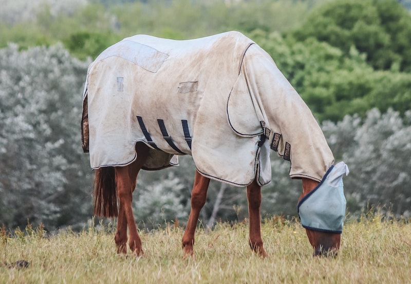 Hest med insektdækken og maske