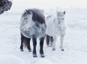 Hestehold, Frost og Sne