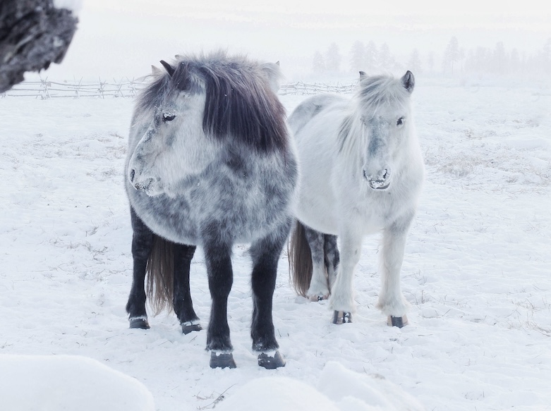 Så blev der frost!