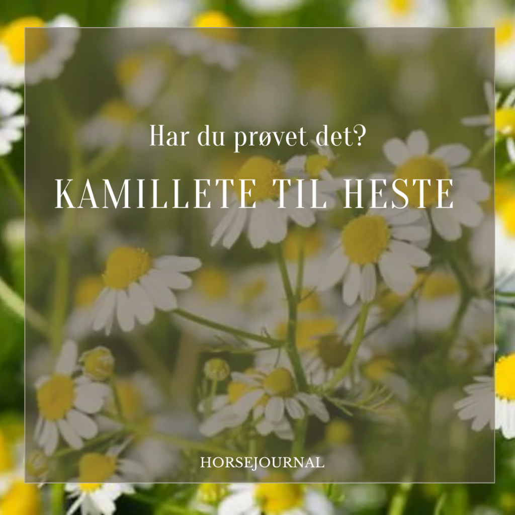 Kamillete til heste - har du prøvet det?