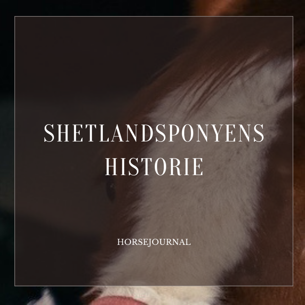 Shetlandsponyens Historie