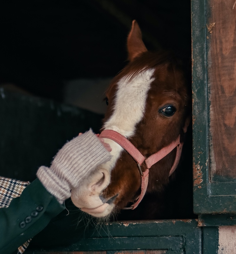 Tip en Nyhed om Heste til HorseJournal.dk