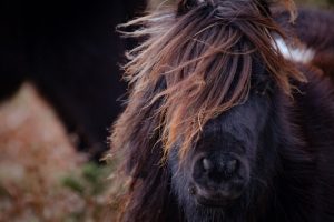 Shetlandsponyen Fritte fejrer 49 års fødselsdag