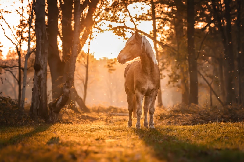 Fortæl om din hest i en portrætartikel på HorseJournal