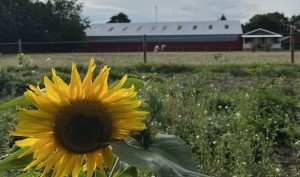 Mejlby Rideklub Biodiversitet