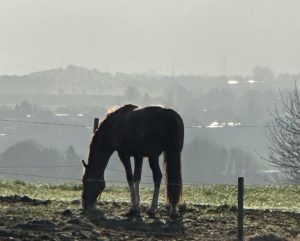 PROJEKT GENOPTRÆNING